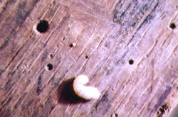 Treatment of Woodworm and repair to damaged timber Solihull